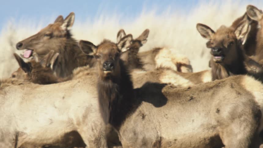 A herd of young elk some with their tongues out stand closely together in a field with dry grass and a blue sky overhead