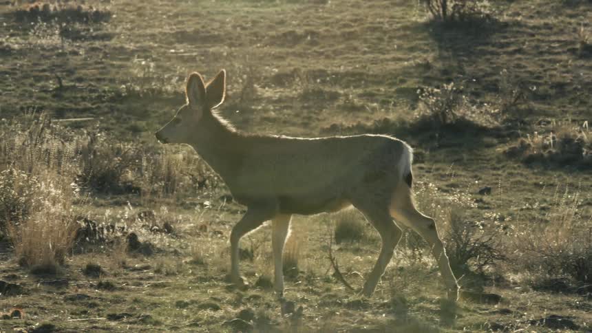 Deer walking through dry grassy terrain with rocks under low light