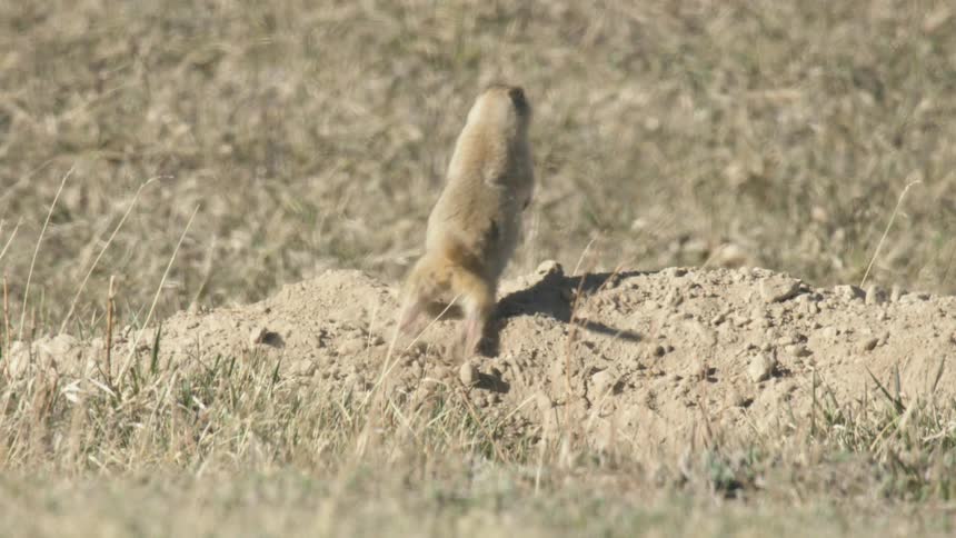 Ground Squirrel emerges from its burrow in an open field