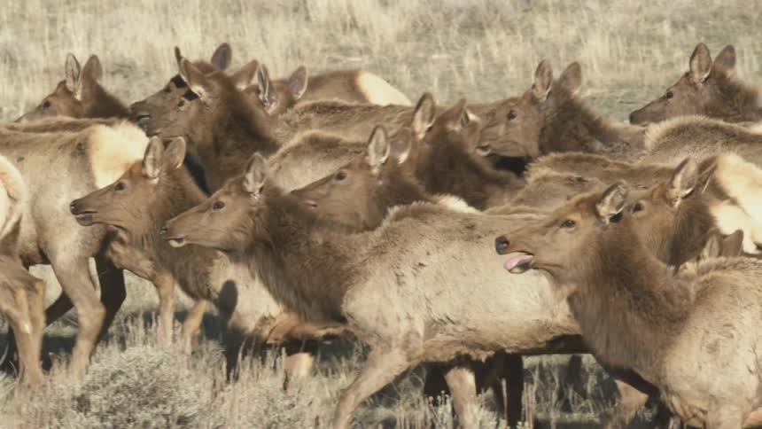 Elk herd moves through a field of grass on an autumn day