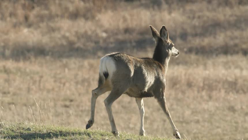 A deer standing on a slight ridge facing right and looking out over a background of dry brown grass