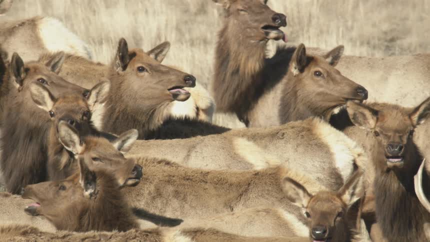 Group of elk gathered in field of dry grasses