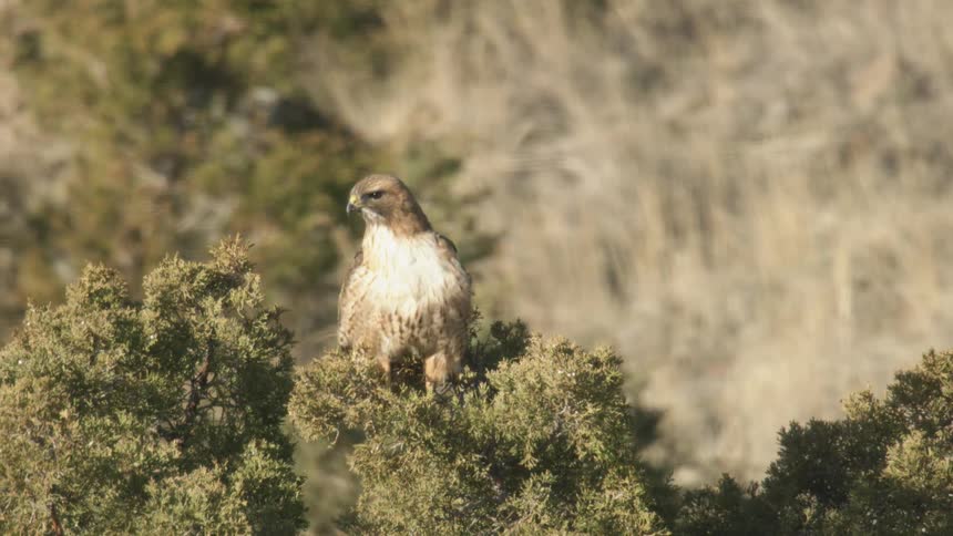 Bird of prey perched atop a bush observing the landscape