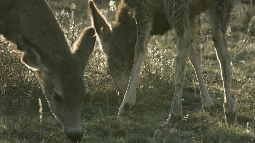 Two deer grazing in grassy field under low evening light