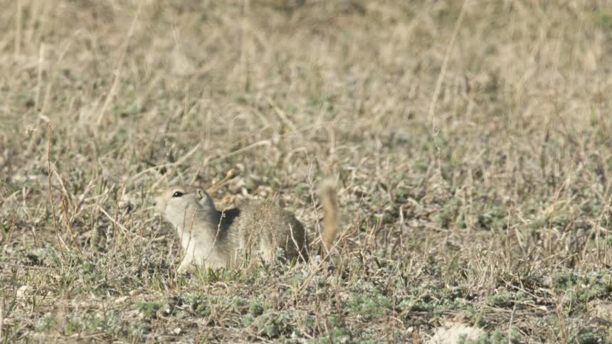 Ground Squirrel upright in dry field with sparse grasses
