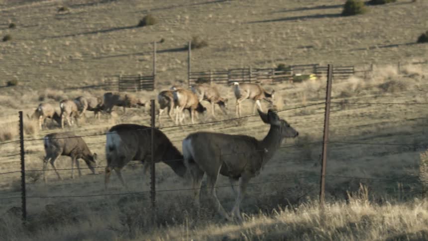 Deer leaping over fence while others remain in dry field