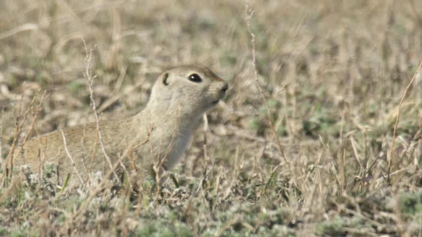 Close up of a squirrel feeding on grass in a field outdoors during daytime