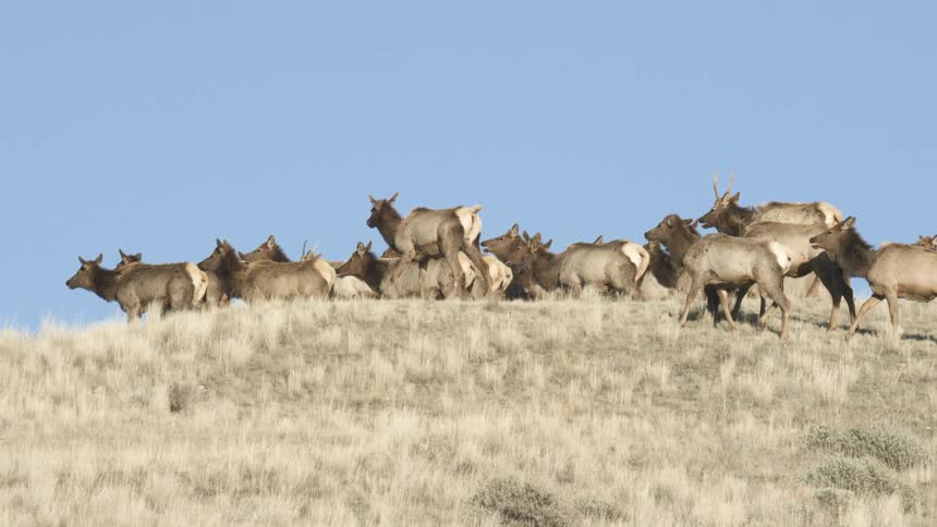Herd of elk gathered on top of a hill under a blue sky