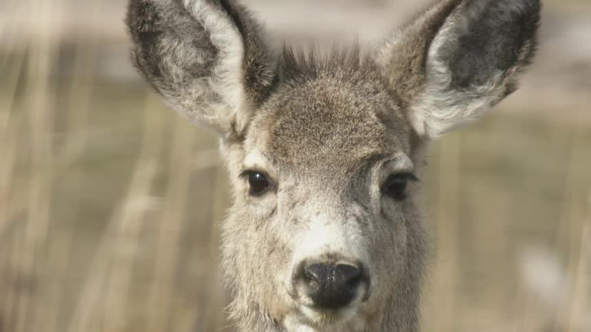 A deer with its ears perked up turns its head to the side then turns back and leaves