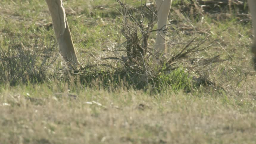 Deers legs walking on the grassy field