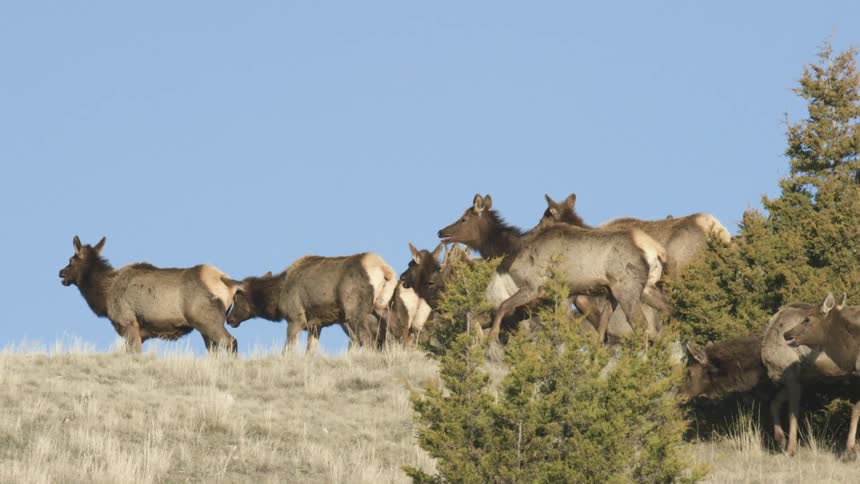 Elk walking along dry hillside with clear sky in the background