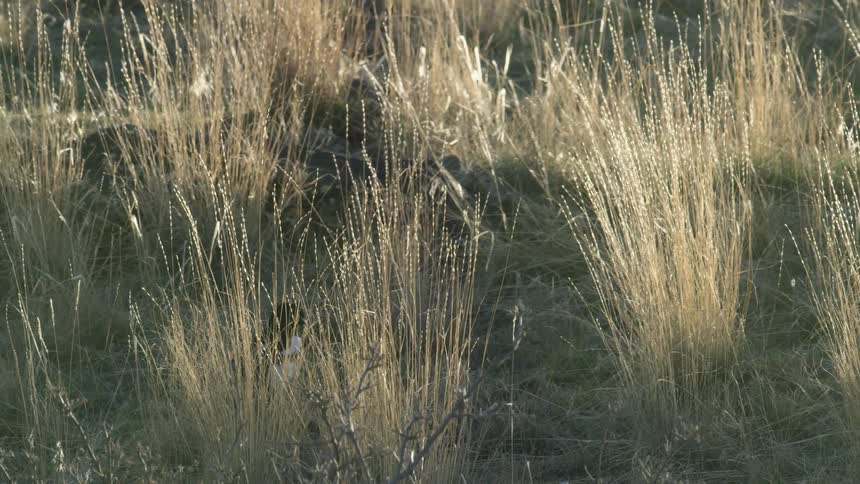 Magpie among sunlit dry grasses