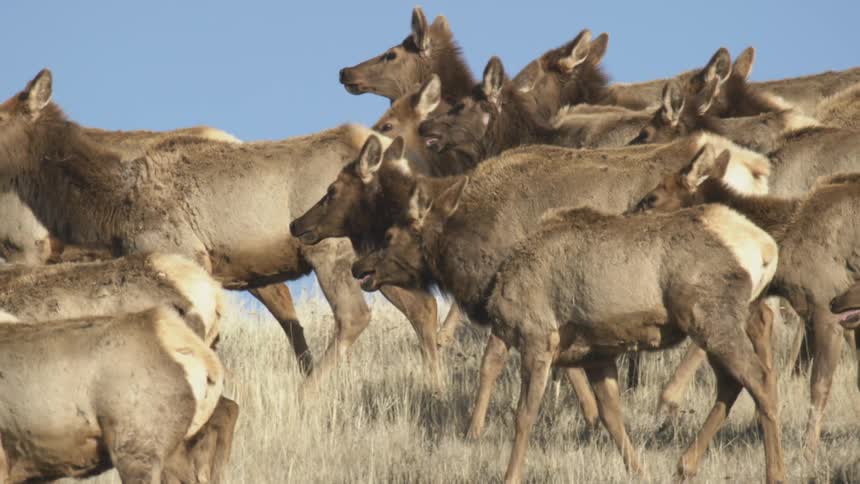 Herd of deer moves together across a dry field