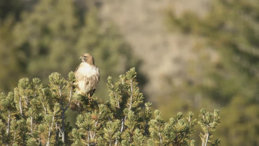 Hawk perches atop a tree observing the surrounding landscape