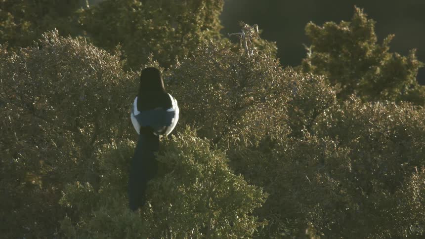 A magpie perched on top of a juniper