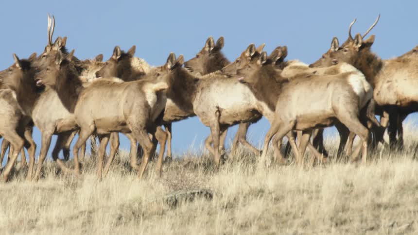 Herd of elk walks across a dry field under a blue sky