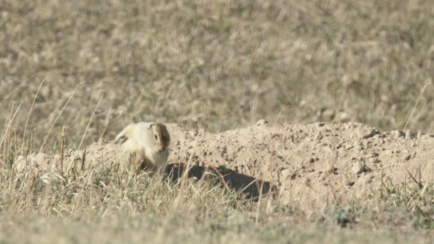 Ground squirrel scratching itself near the entrance of its burrow in the field