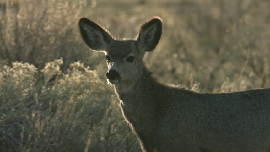 A young kangaroo in a field of yellowed bushes its ears pricked up not moving