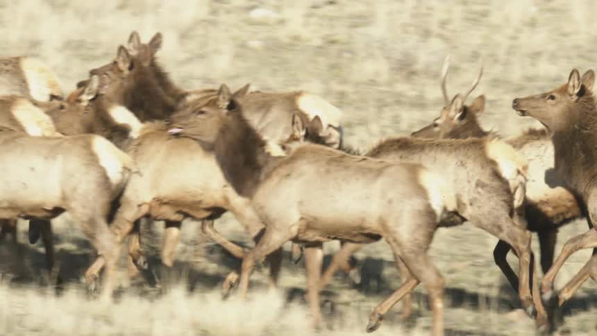 Elk run together across an open field