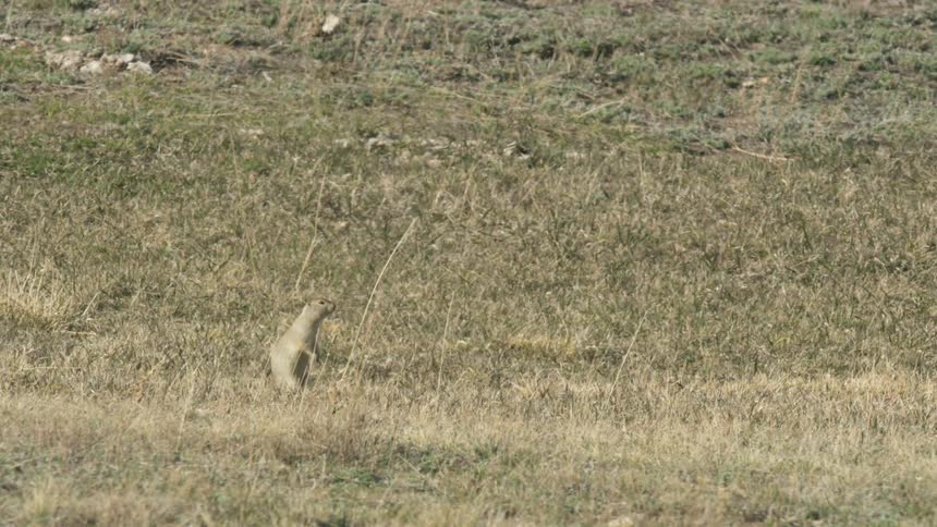 Ground Squirrel upright in field with dry grasses and sparse vegetation