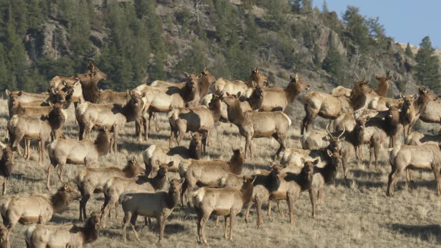 Large herd of elk gathers in an open field near a forest