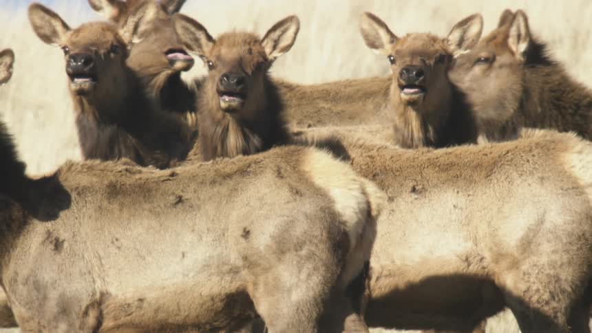 Elk clustered in dry grassy field within natural surroundings
