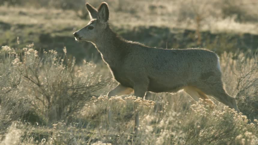 Deer standing among dry vegetation under soft light