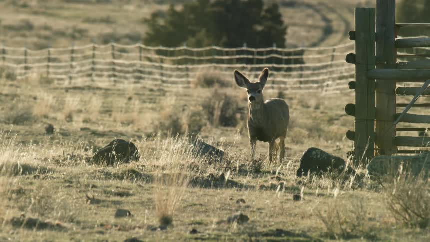 A deer walking around in a fenced nature reserve during daytime