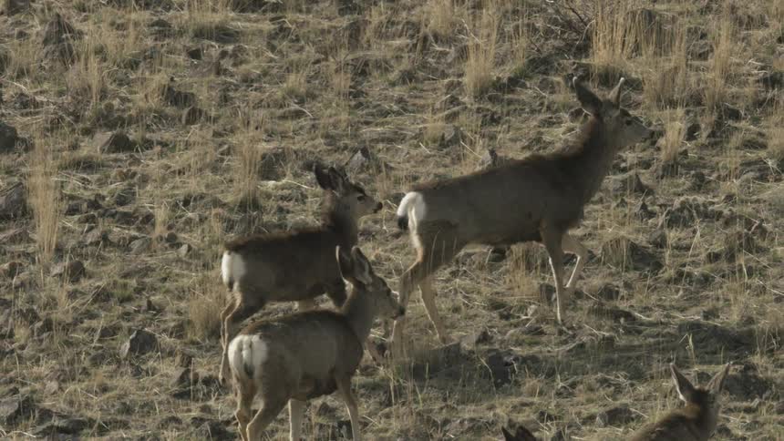 Group of deer moves through dry rocky terrain