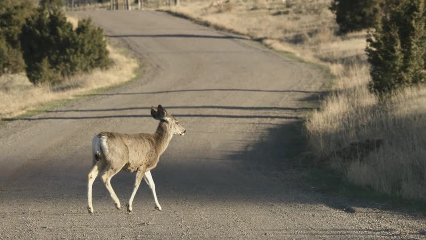 Deer crosses a dirt road in a rural area