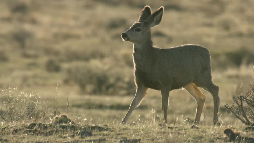 Deer standing in dry landscape with grasses under golden light