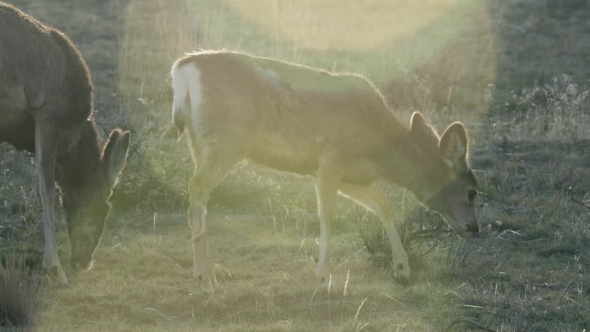 A fawn grazes beside a doe in a grassland