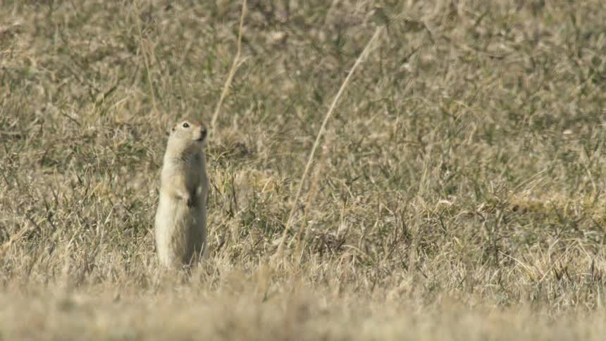 A ground squirrel stands upright in a grassy field appearing alert