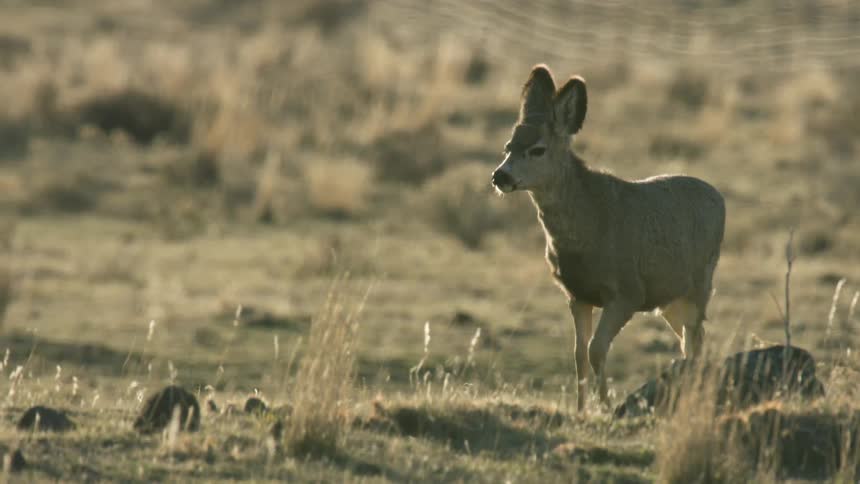 A deer walking in a grassland area outdoors during daytime
