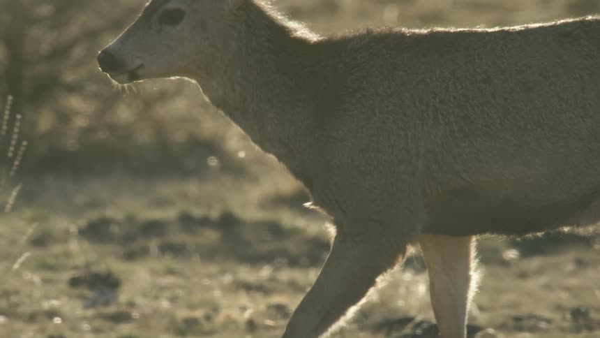 Deer standing on dry ground with vegetation in the background