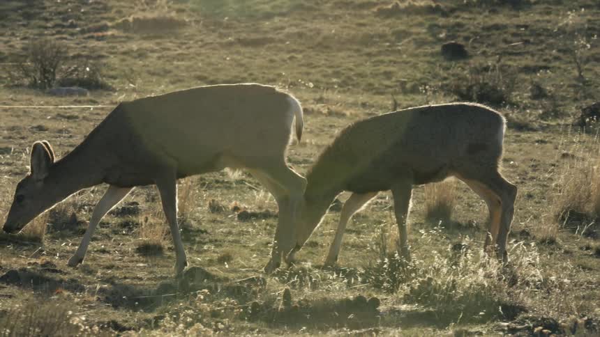 Two mule deer walk across a sunlit grassy field in the early morning or late afternoon