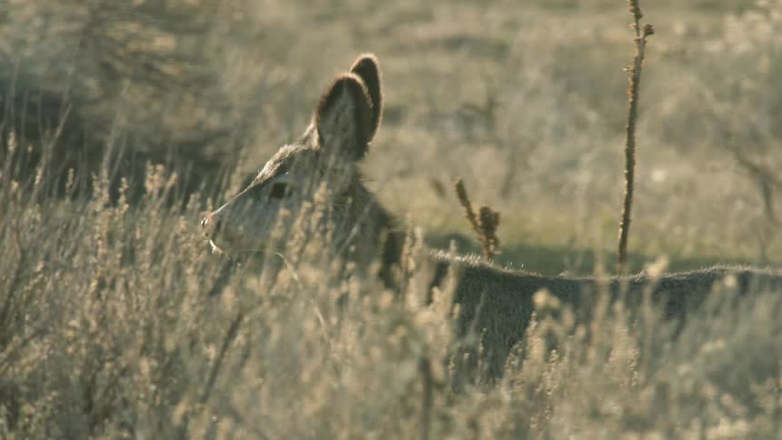 Sideprofile deer standing in field with tall vegetation and soft light