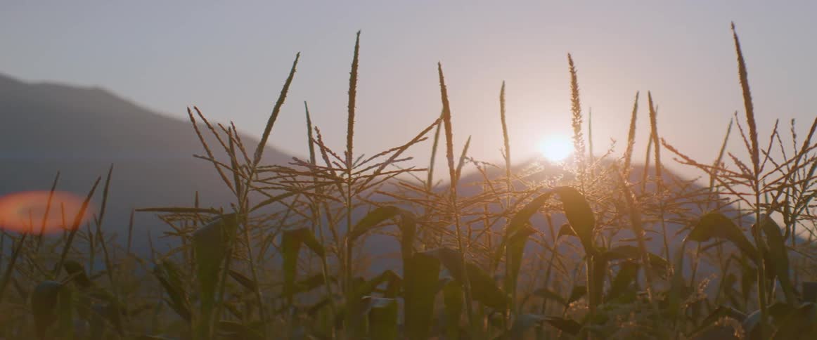 Corn stalks rise in a field at sunrise with mountains in the background