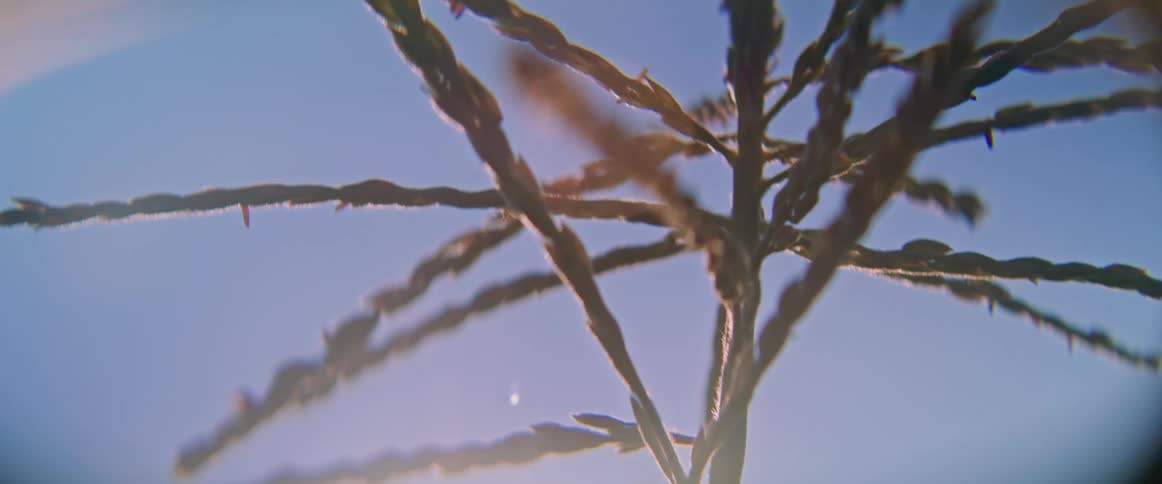 A macro lowangle view shows the brown branched tassel of a corn plant swaying against a clear blue sky with a bright sun flare causing a lens effect