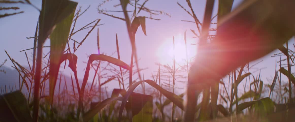 Sun glares onto a cornfield located near the mountains on a foggy day