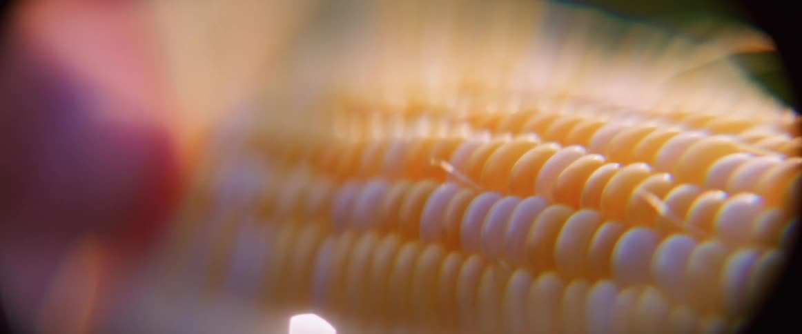 A very closeup shot focuses on the rows of plump bicolor kernels on an ear of corn with the corns surface shining slightly as the perspective and focus subtly shift against an outoffocus background of green and dark colors