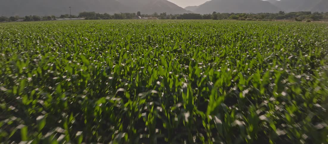 A crop field stretches toward mountains in the background under daylight