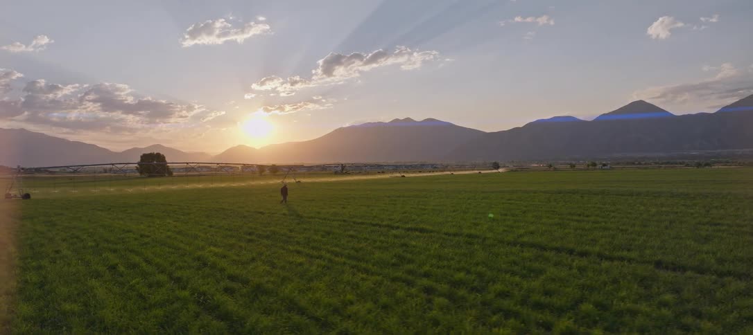 The farmer walks through the green fields