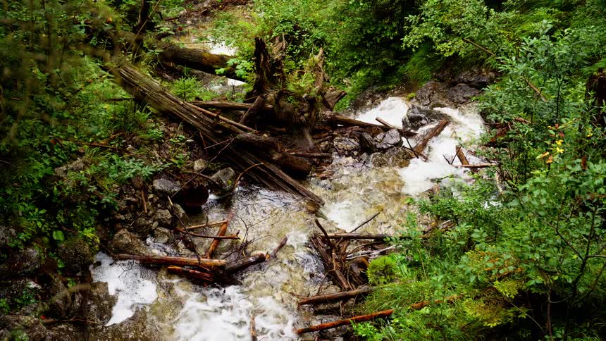 Stream with flowing water surrounded by dense vegetation and fallen logs