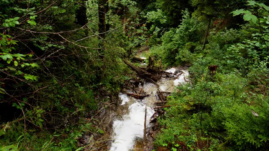 Stream of water surrounded by dense vegetation in a green forest