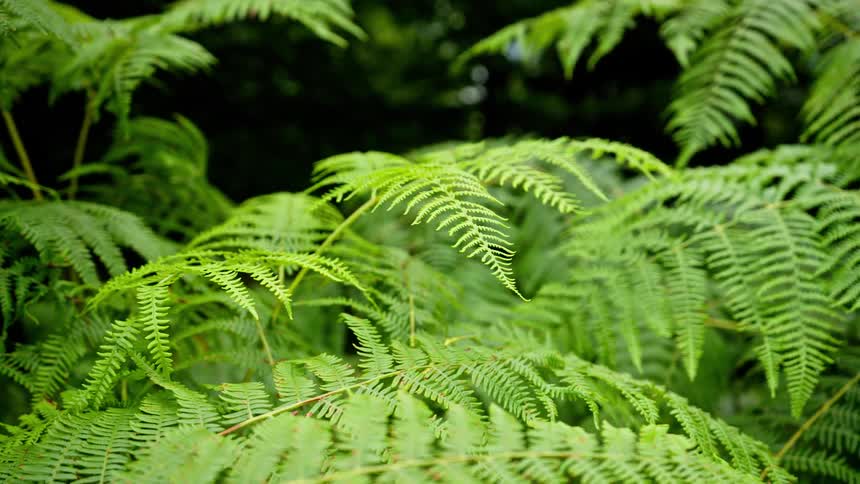 Green fern leaves overlapping to form dense vegetation