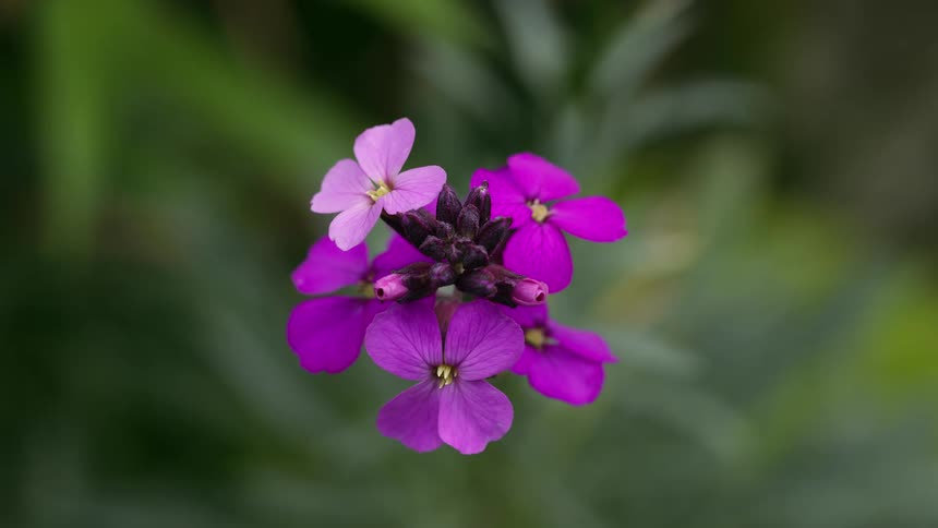 Small purple flowers blooming from the same stem