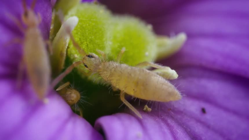 Elongate springtails, entomobrya, on a purple flower together