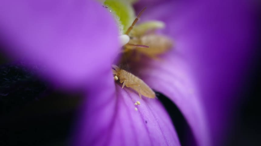 Slender springtail feeds on a petal beneath the blossoms core dusted with bright yellow pollen specks