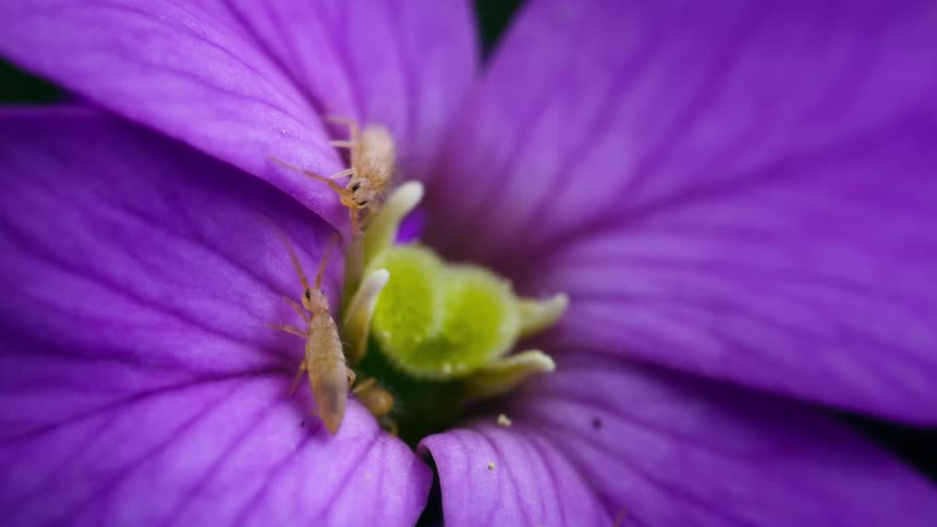 Two springtails crawl all over the flower